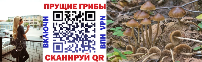 Галлюциногенные грибы Psilocybe Бабаево